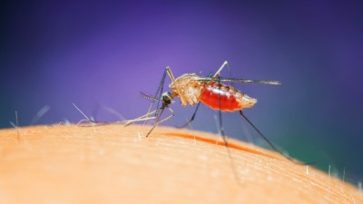 Nahaufnahme Insektenstich