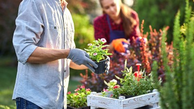 Zwei Personen verrichten Gartenarbeit