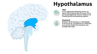 Die Hormone des Hypothalamus