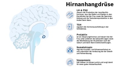 Die Hormone der Hirnanhangdrüse