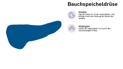 Die Hormone der Bauchspeicheldrüse